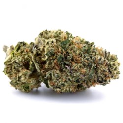 Gelato