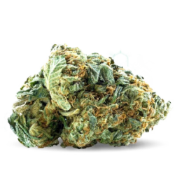 Skunk