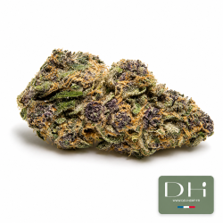 Purple fruit hydro