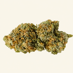 Critical STV10