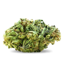 Jamaican Dream