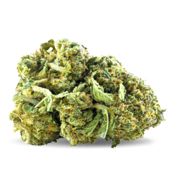 Jack Herrer