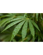 Fleurs Hydroponiques Premium - Achat en Ligne | Achetez des Fleurs Hydroponiques de Qualité | CBDuCoin